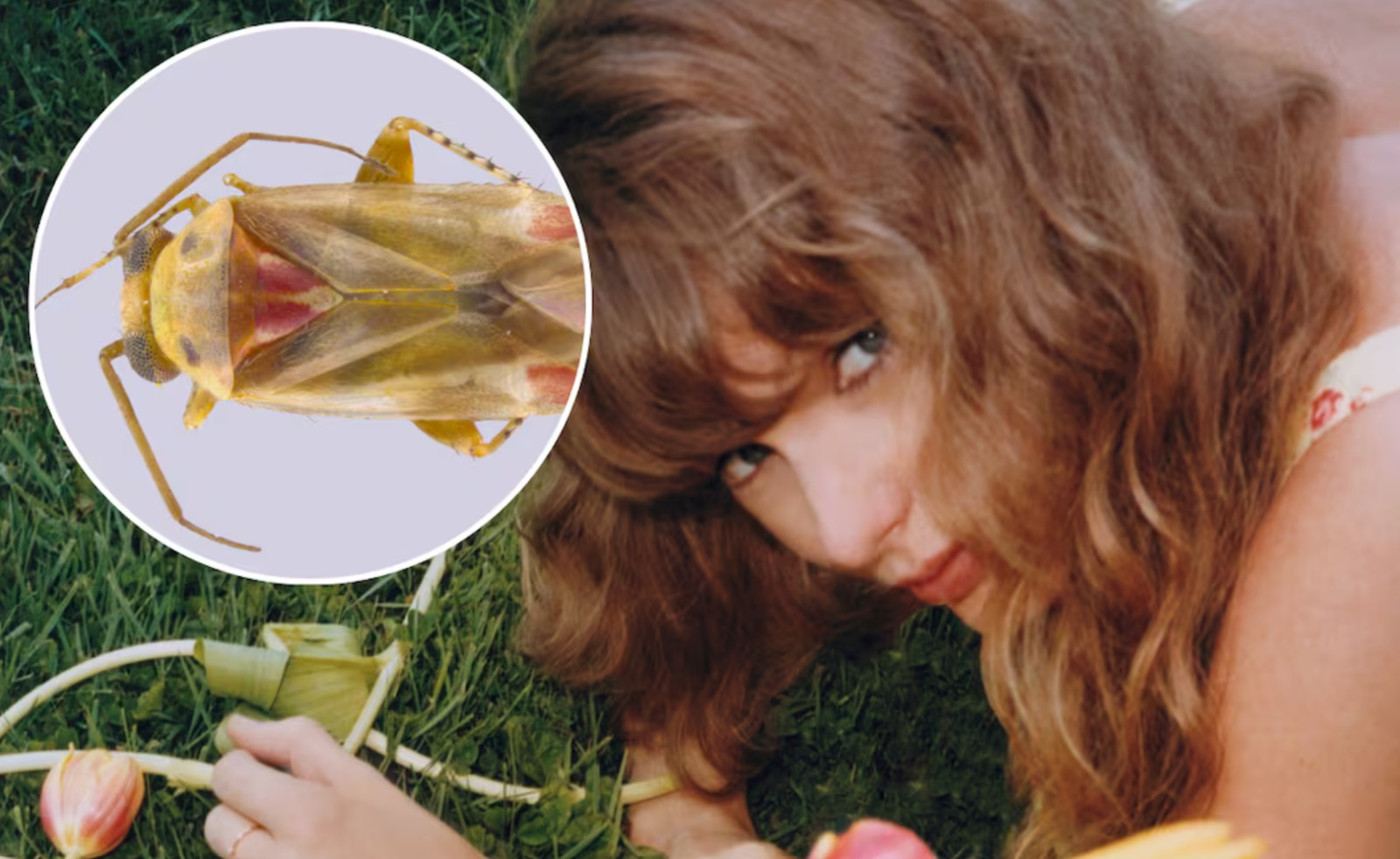 El sorpresivo homenaje científico a Taylor Swift que busca salvar la biodiversidad