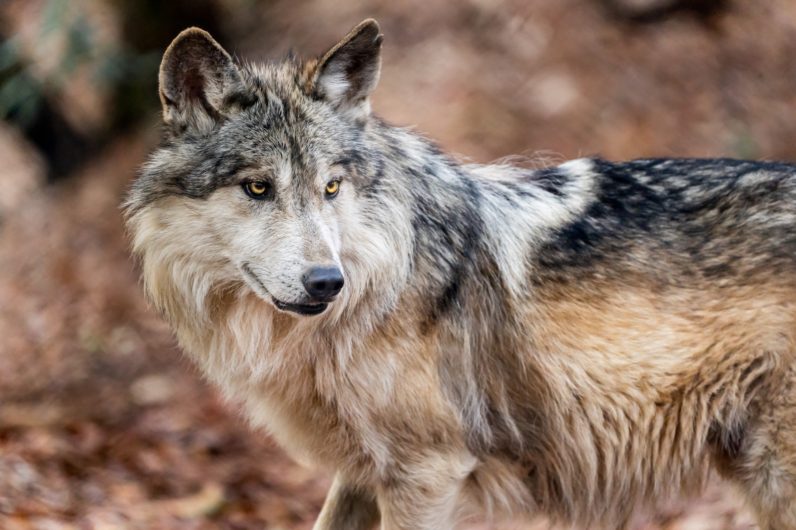 Advierten riesgo para el lobo gris mexicano tras orden de Trump