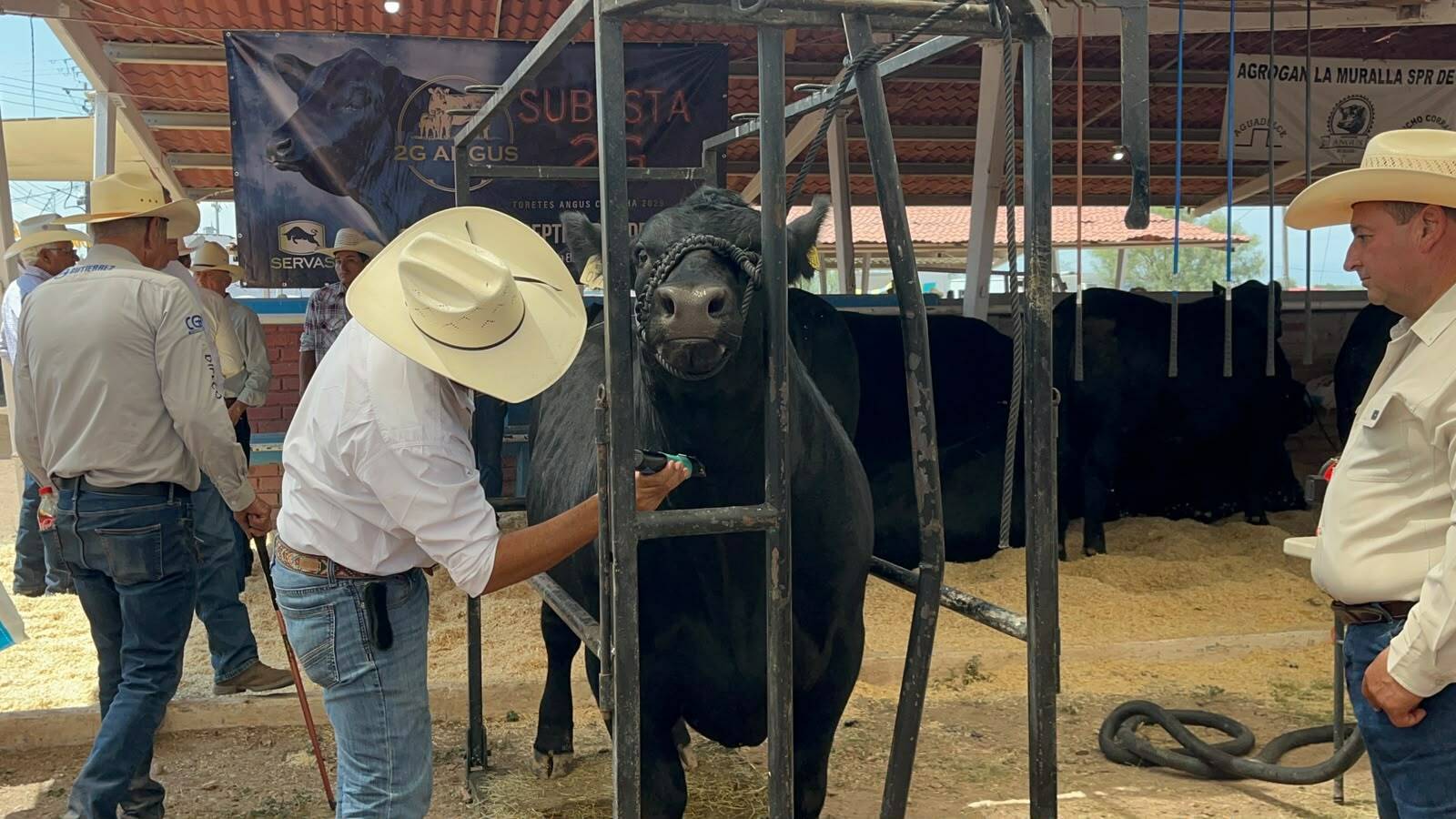 Ganadería Ganadería