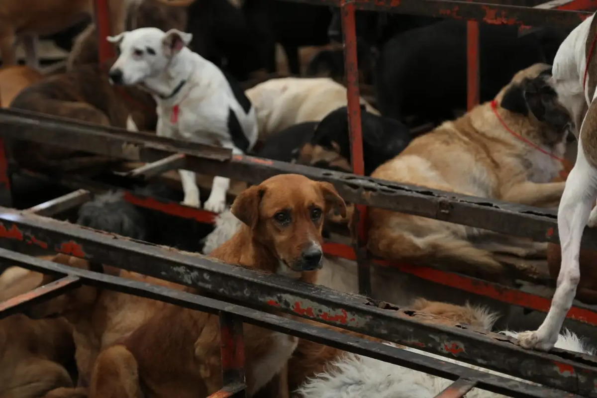 CDMX regresa a los perros al Refugio Franciscano