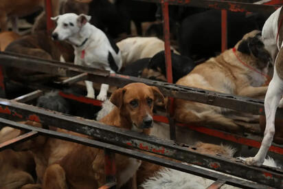 CDMX regresa a los perros al Refugio Franciscano