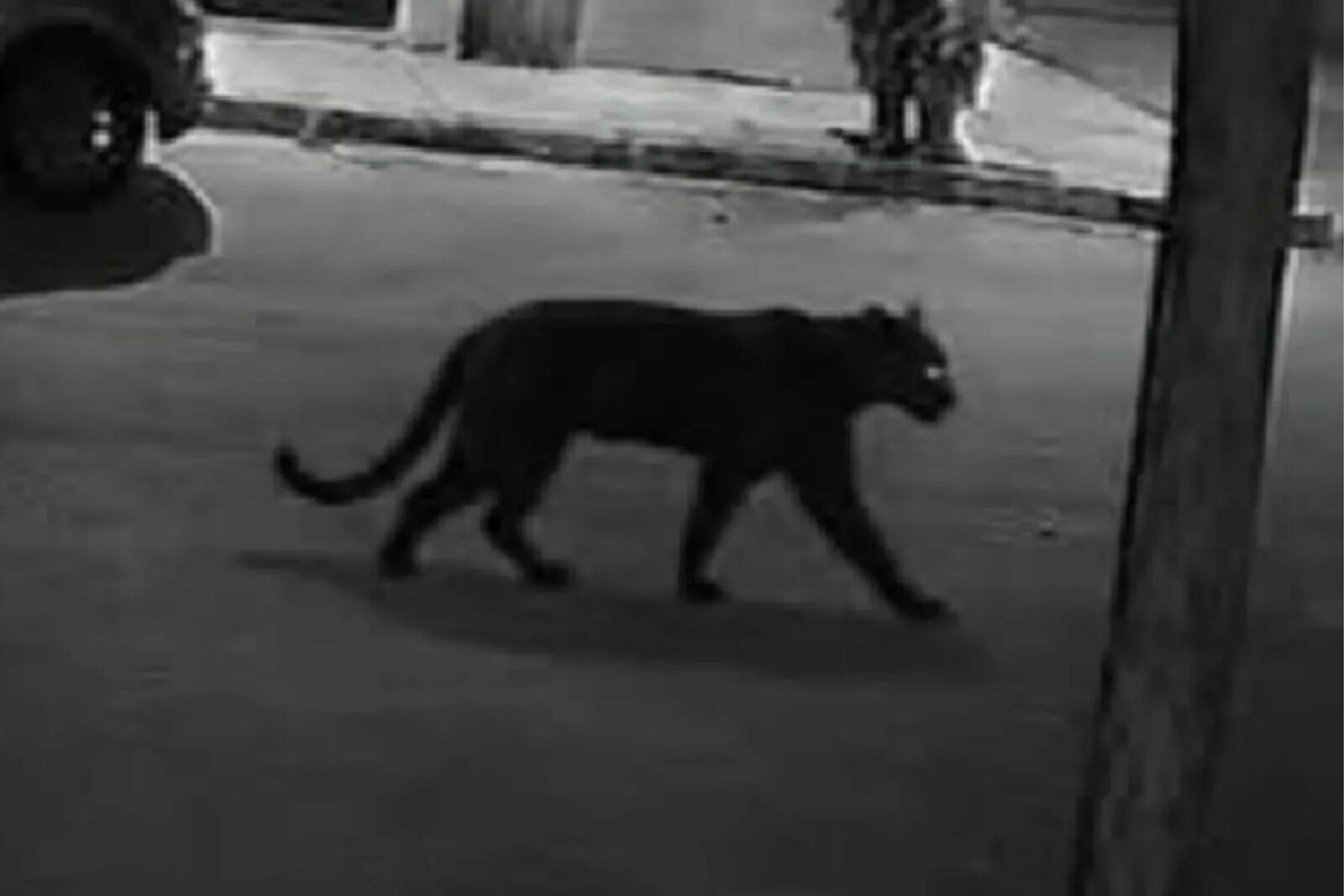 Pantera ataca a una mujer tras escapar de una finca en Lerdo, Durango