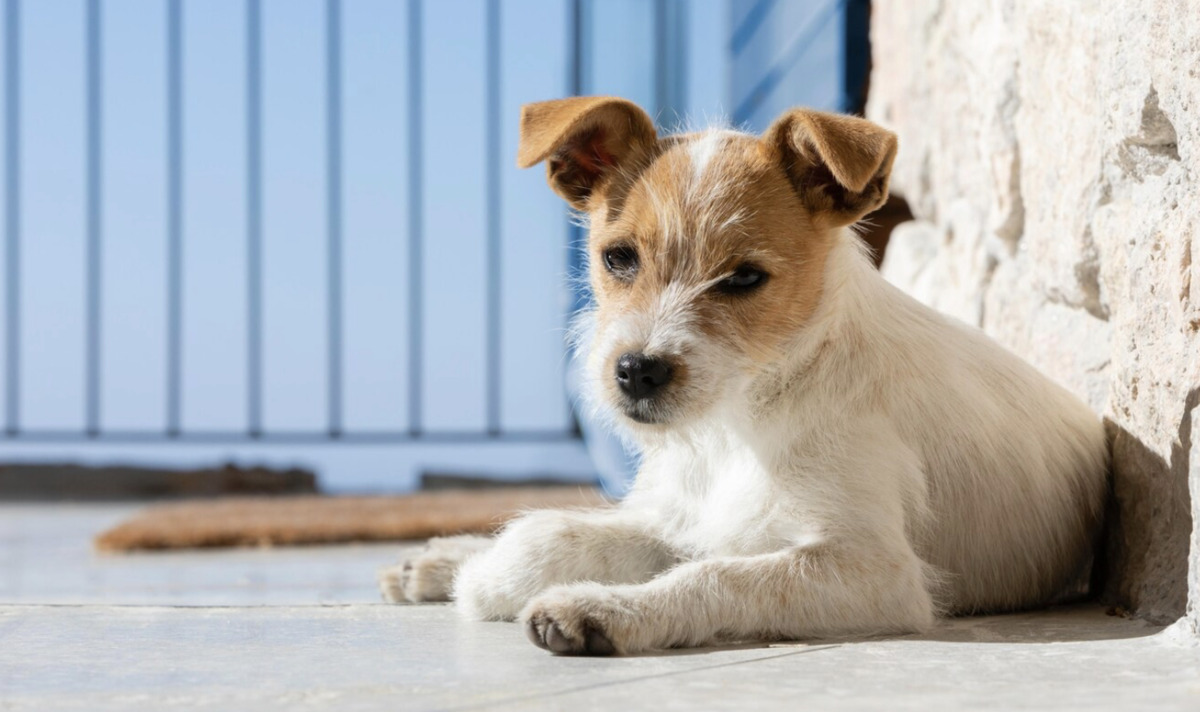 Prevención: Salud reporta dos personas recuperadas y alerta sobre la revisión de mascotas ante el registro de más de 95 casos en perros. Prevención: Salud reporta dos personas recuperadas y alerta sobre la revisión de mascotas ante el registro de más de 95 casos en perros.