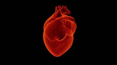 El corazón humano intenta repararse tras un infarto