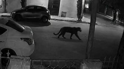 Una pantera, dos ciudades y una historia que sigue sin aclararse