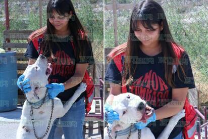 Dos cachorritos de una Chihuahua recién parida lamentablemente murieron antes de que la ayuda pudiera llegar.  Después de permanecer abandonados, amarrados