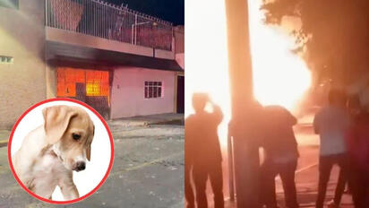 Mueren 14 perros en incendio tras caer un cohete en vivienda