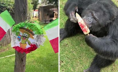 Primates disfrutan de elotes preparados en el Zoológico de Morelia