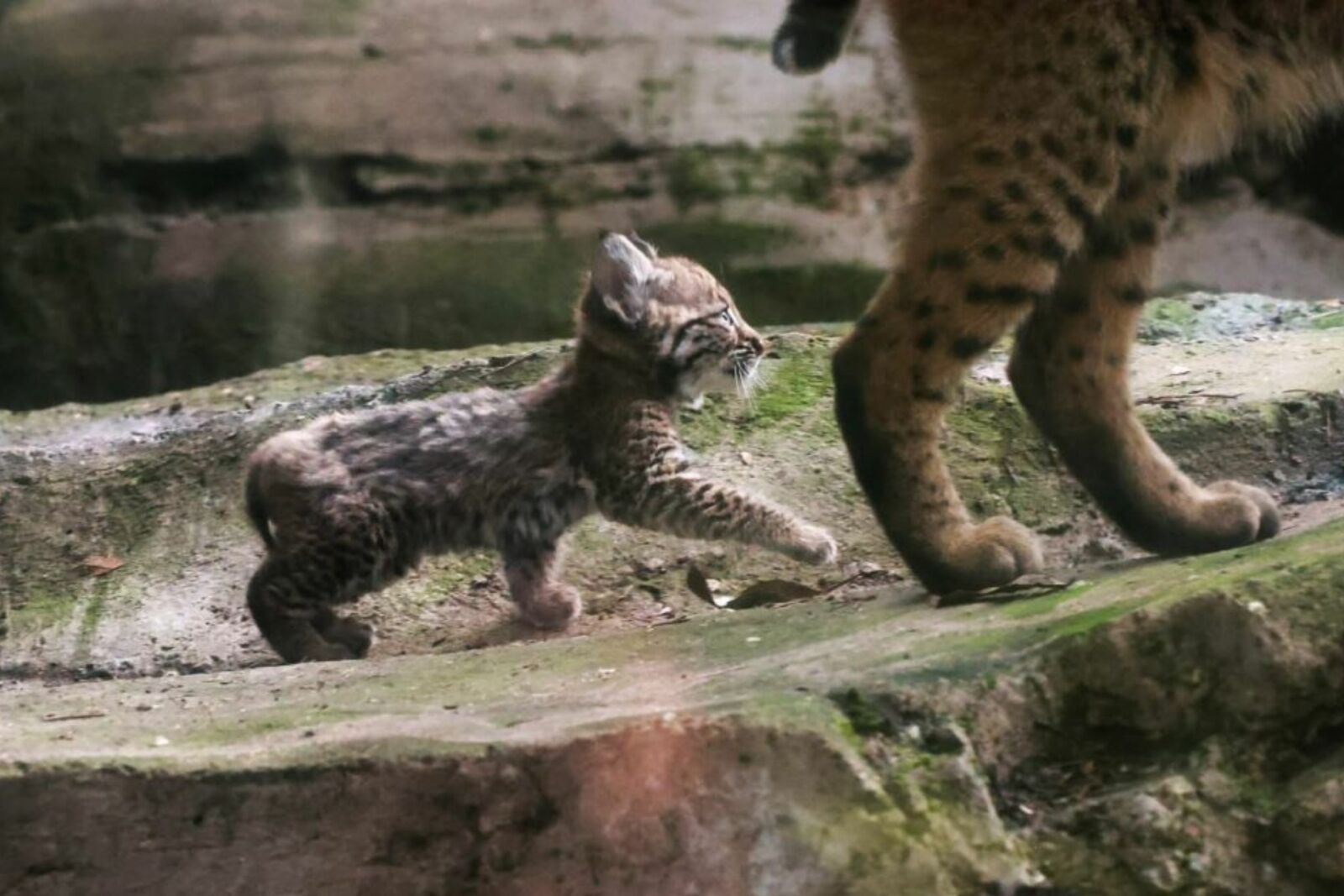 lince rojo