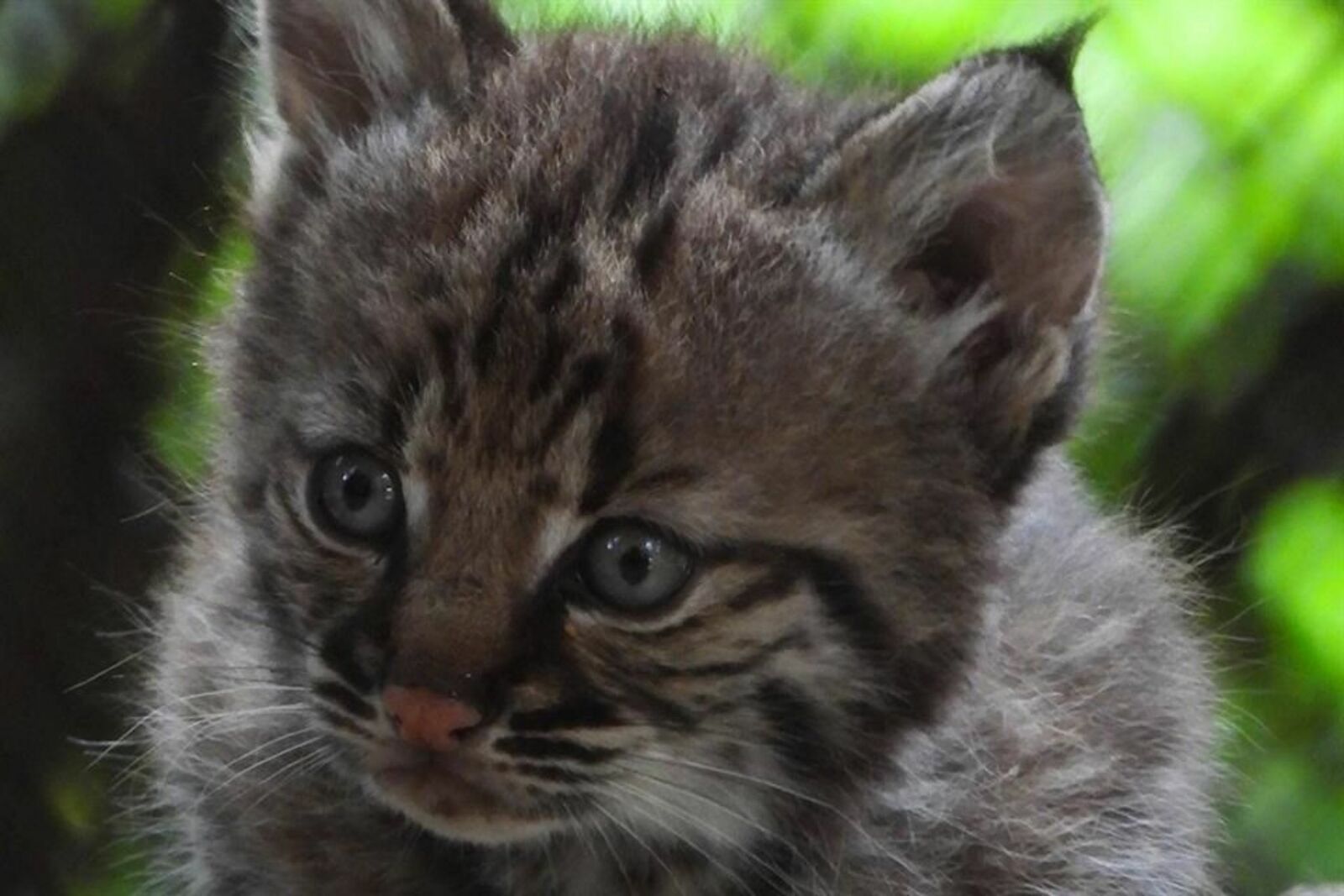 lince rojo