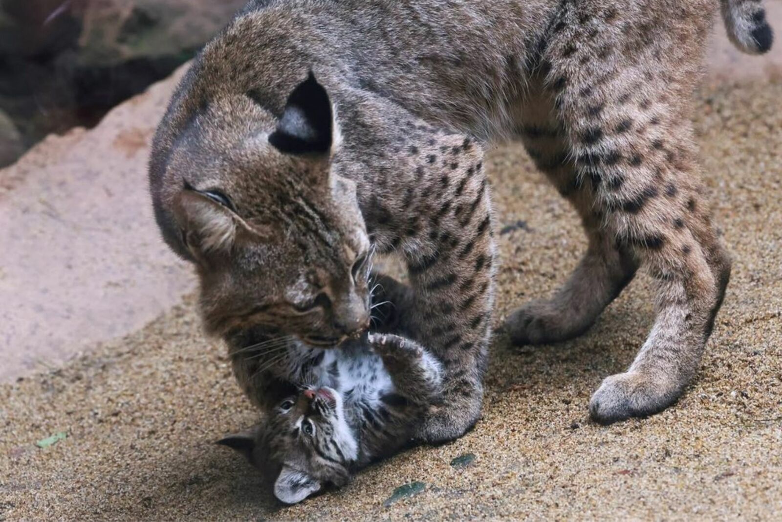 lince rojo