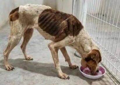 Otro perrito muere tras ser rescatado de Frichem