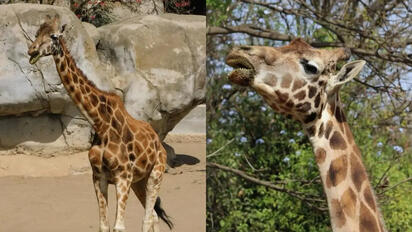 Fortunata, una de las jirafas más emblemáticas de Chapultepec, murió tras superar las tres décadas bajo cuidados especializados.  Fortunata,