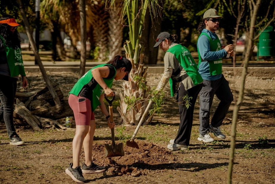 Reforestan el Bosque Venustiano Carranza ante déficit de áreas verdes en Torreón