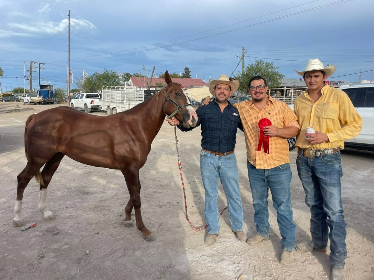 Rancho Doble 7 destacó en la Expoferia Sabinas 2026 al obtener segundo lugar en Cuarto de Milla con el ejemplar “El 7”.  Sabinas, Coahuila, 20 de septiembre