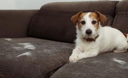 Adiós al pelo de mascota en el sillón; método casero para limpiarlo