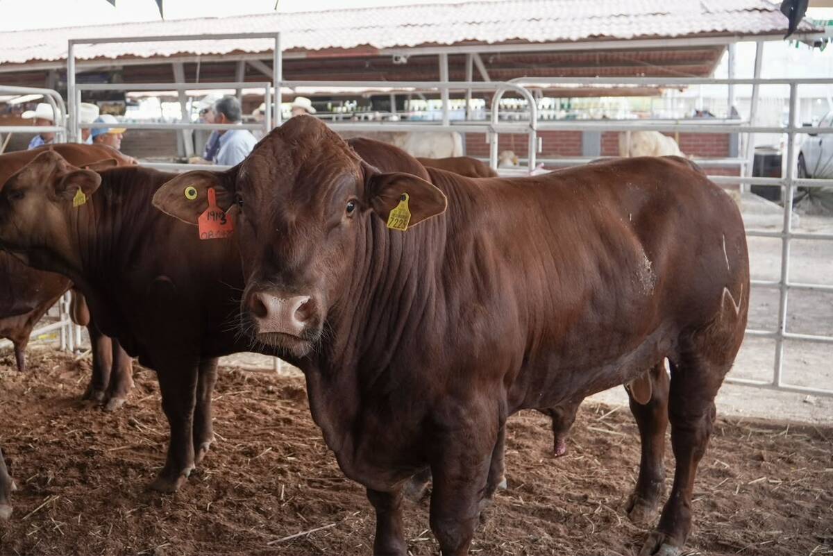 Ganadería