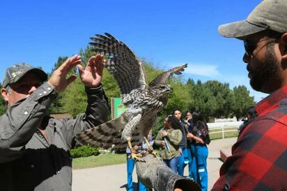 Así fue la liberación de un Gavilán de Cooper en Oaxaca