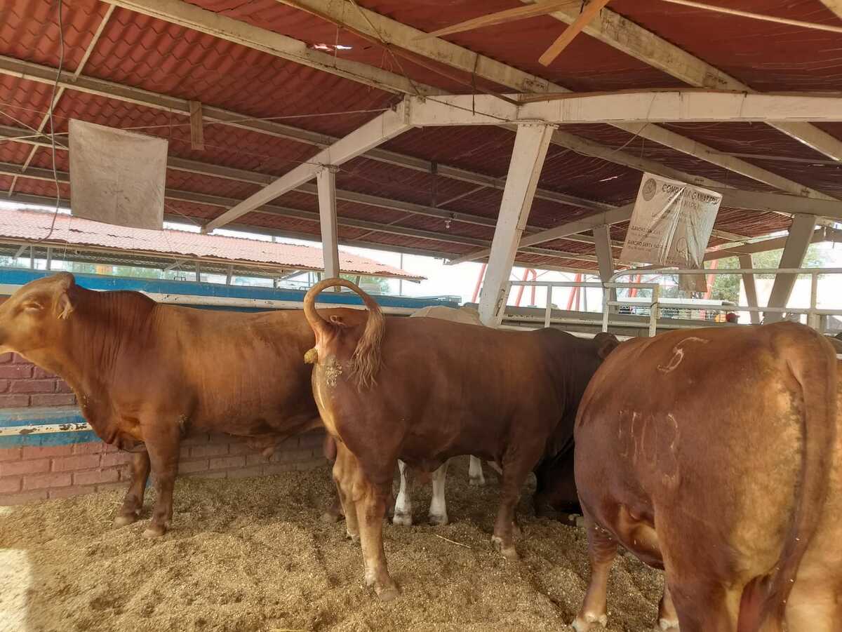 GANADERÍA El Concurso del Becerro Gordo generó más de 3.3 millones de pesos y registró una canal Prime Plus con precio récord histórico.  Sabinas, Coahuila,