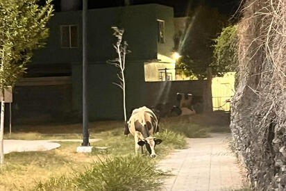 Denuncian vecinos que una plaza de Cedros terminó convertida en establo