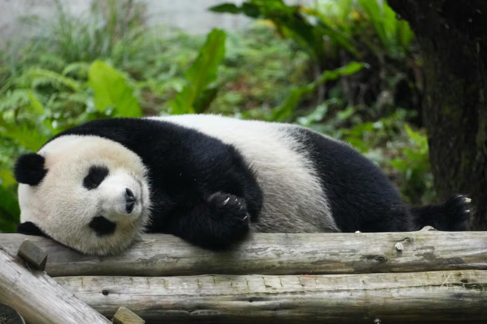 Panda Panda