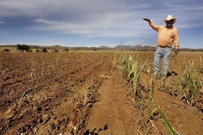 Sequía complica actividades del campo en la Región Carbonífera