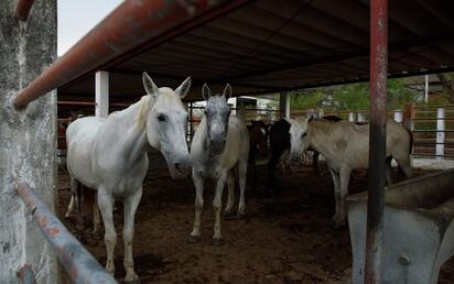 Reactivan frontera Acuña-Del Rio para traslado de caballos hacia México