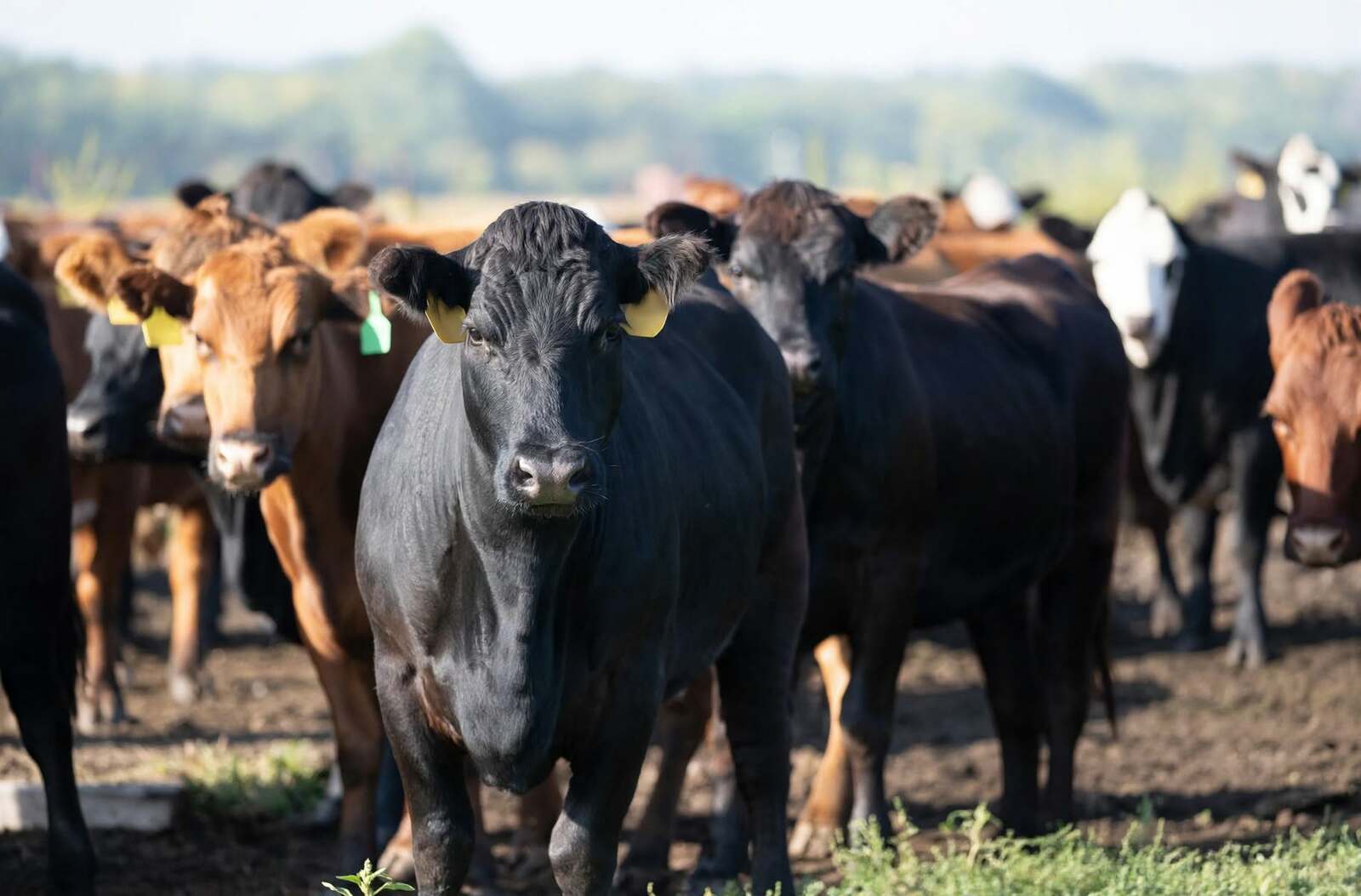 Exportación de ganado de Chihuahua a EU se reactiva con nuevos protocolos