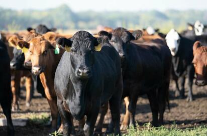 Exportación de ganado de Chihuahua a EU se reactiva con nuevos protocolos