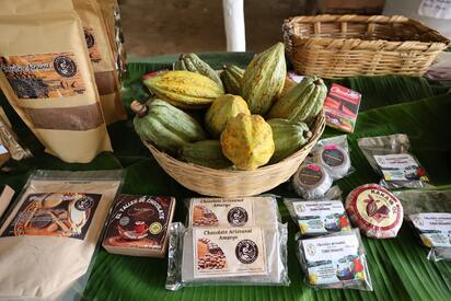 Cacao en Tabasco: prevén producir 10 mil toneladas en el próximo ciclo