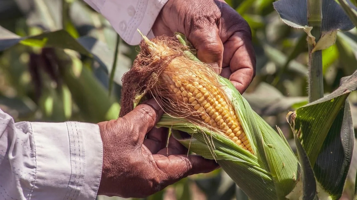 México subiría al séptimo lugar mundial en producción de maíz