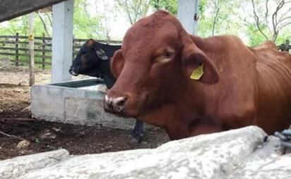 Gusano barrenador golpea al sector ganadero de Yucatán