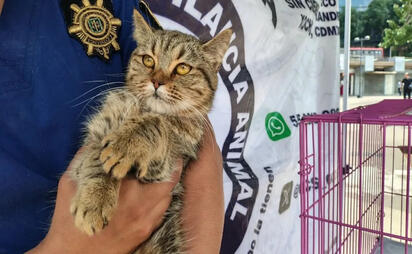 SSC realiza jornada de adopción en la Glorieta de Insurgentes