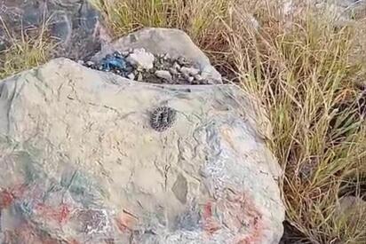 Bomberos la liberaron en su hábitat natural.  MONCLOVA, COAH.– Una serpiente fue localizada y capturada por elementos del Heroico Cuerpo de Bomberos