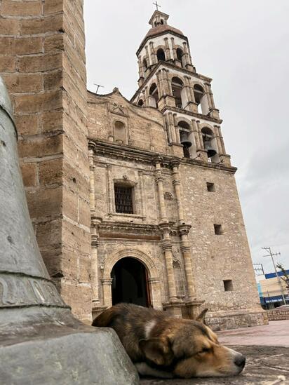 La falta de esterilización mantiene miles de perros en las calles, mientras autoridades refuerzan acciones preventivas contra garrapatas.  Entre 8 mil