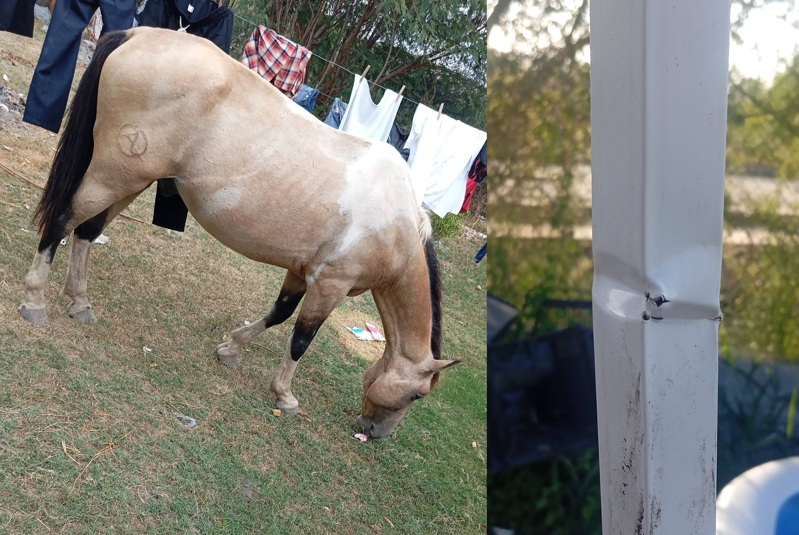Una vecina de Esperanzas denunció nuevos daños en su vivienda tras el ingreso de un caballo y pidió intervención de las autoridades correspondientes.  Múzquiz,