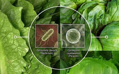 FDA cierra investigaciones sobre Salmonella y Cyclospora sin señalar a México