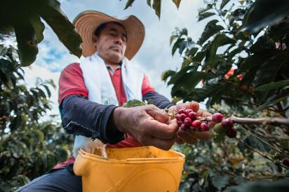 Profeco revisó 39 cafés solubles: estos fueron los resultados del estudio