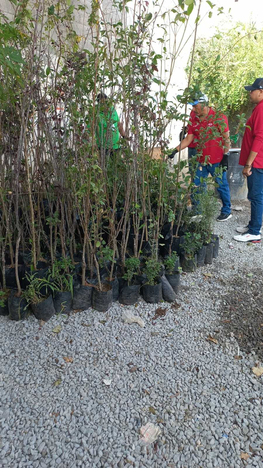 árboles
