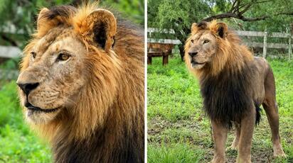 Capturan a león africano que deambulaba por un ejido de Matamoros, Tamaulipas