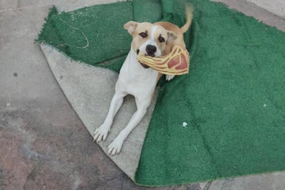 Alimento, vacunas, consultas y atención médica forman parte del gasto que deben considerar los propietarios.  Tener un perro o un gato en casa representa