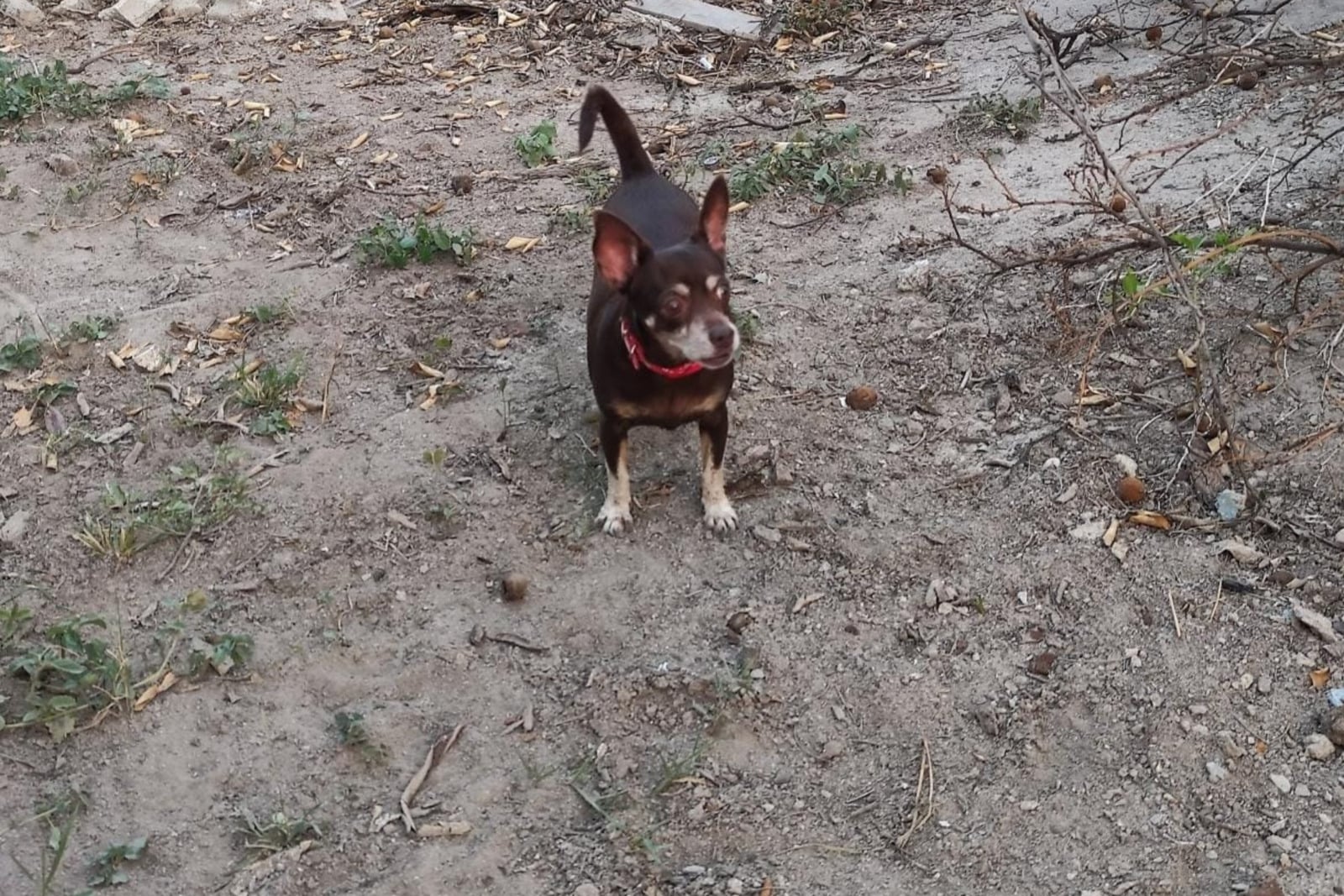 Mascota