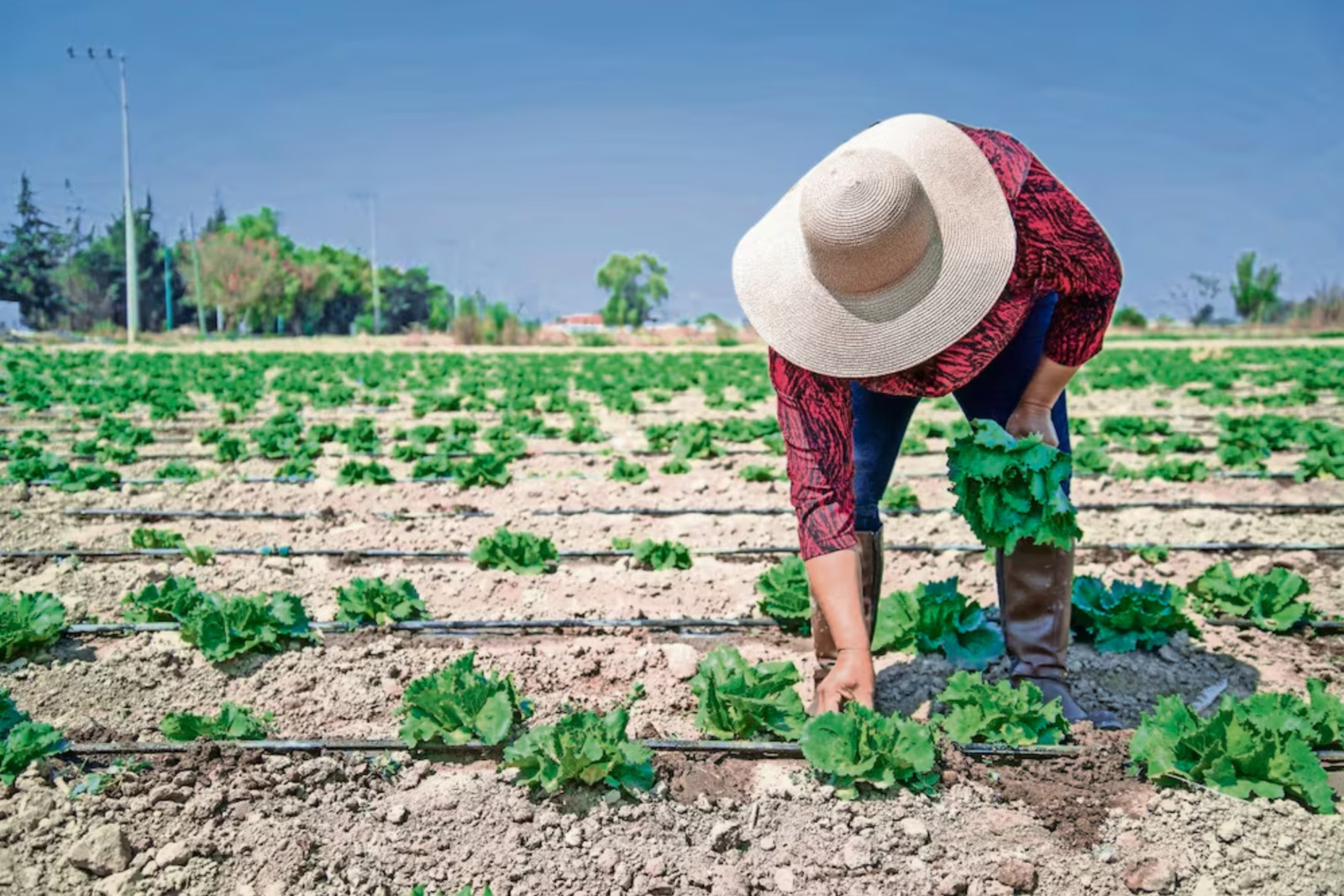 Taylor Farms suspenderá indefinidamente la cosecha de lechuga iceberg en México