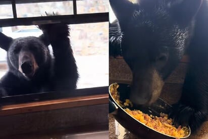 Graban a oso negro robando comida por la ventana de una cabaña en Arteaga