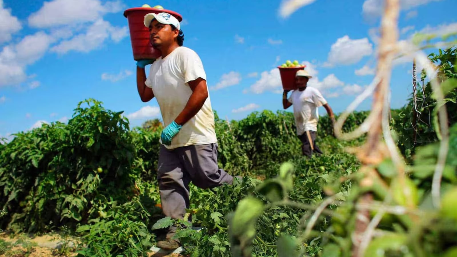 México logra superávit agroalimentario de 4,283 millones de dólares