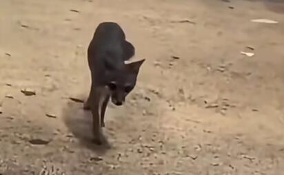 Captan a zorra gris en tienda de Bodega Aurrera de Quintana Roo