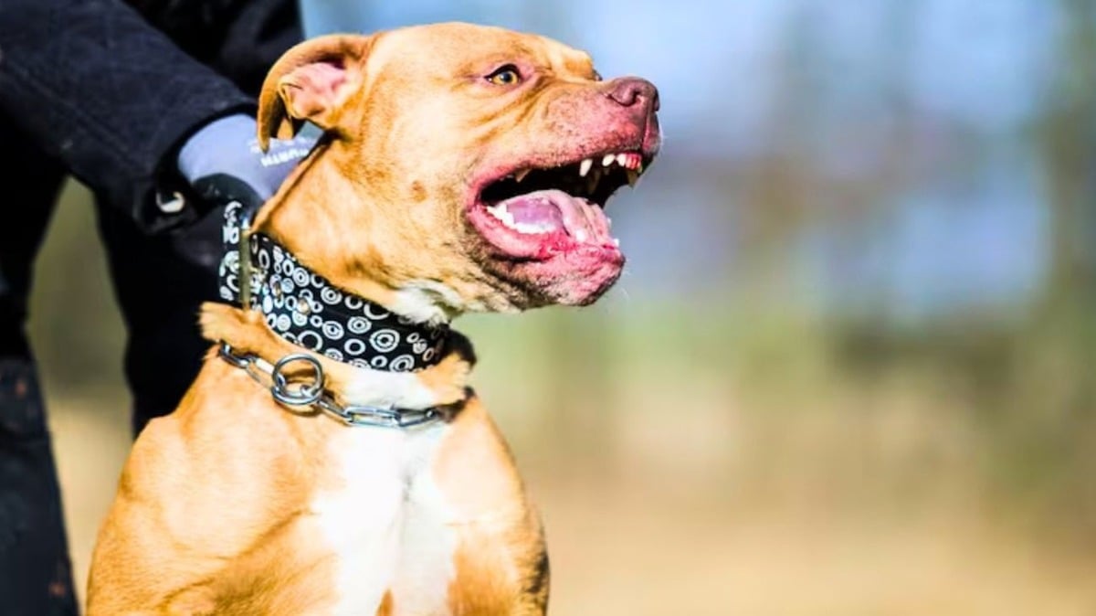 Niño de 4 años muere tras ser atacado por un perro pitbull en Argentina