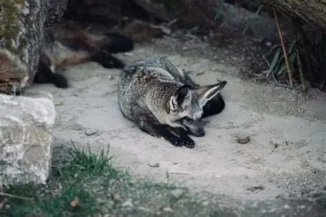 Alertan por caso de rabia en una zorra gris en Cancún, Quintana Roo