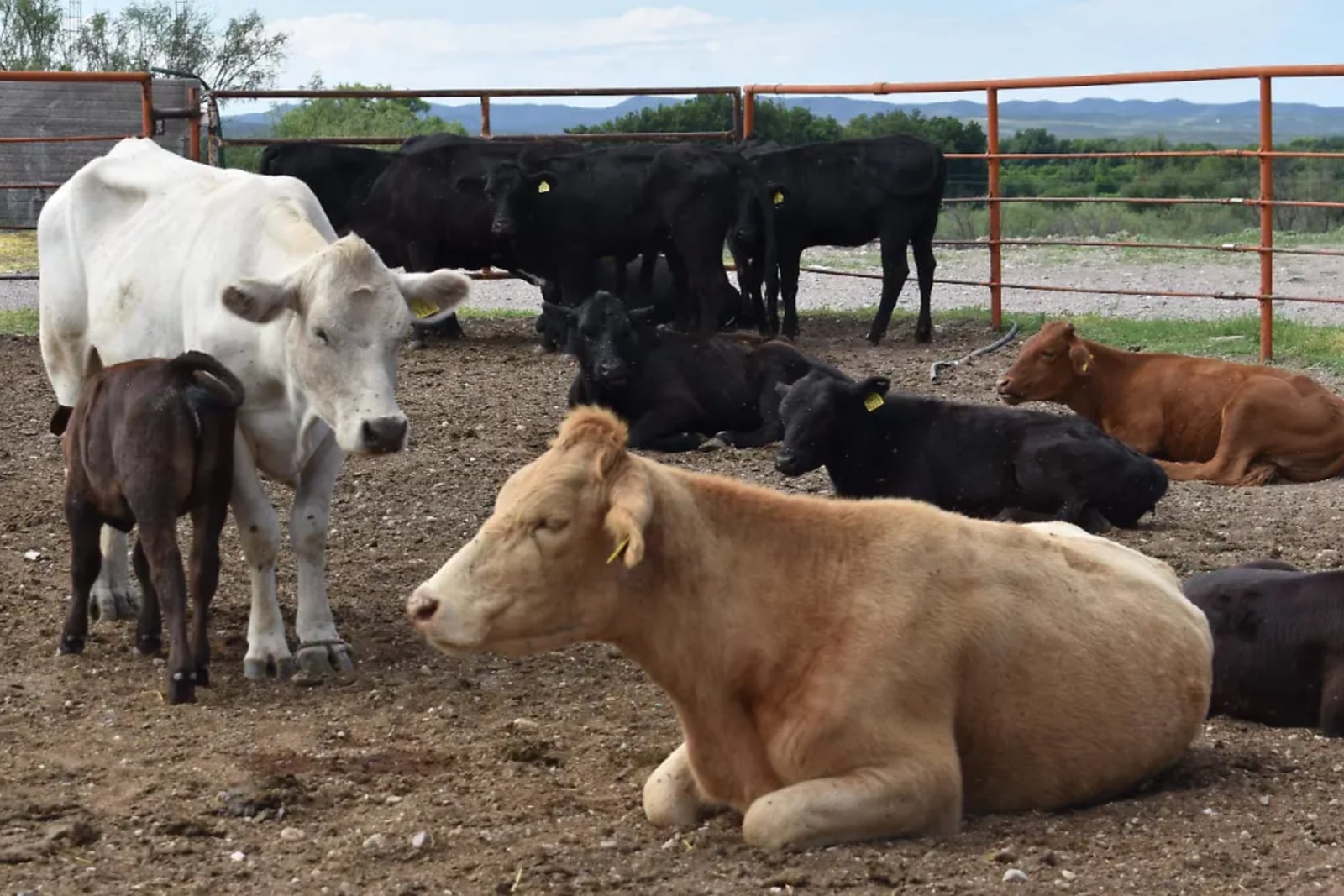Santa Teresa aumenta a mil 200 cabezas diarias la exportación de ganado