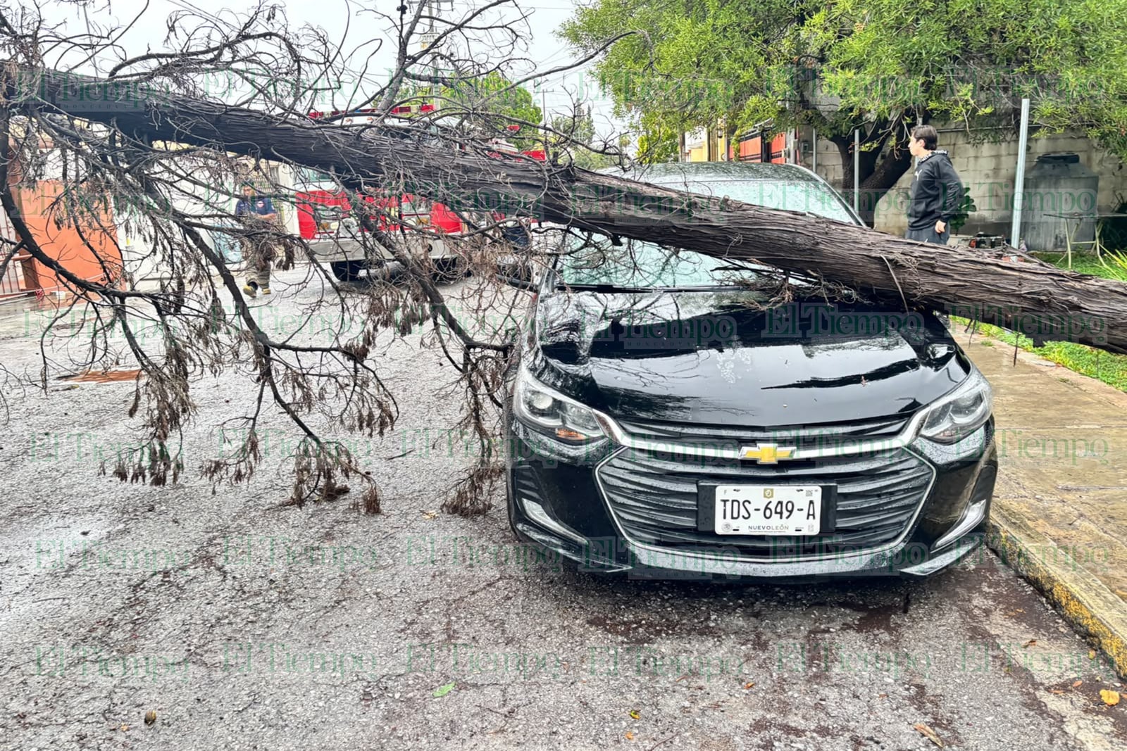 Cae enorme rama sobre automóvil y bloquea calle en Jardines de Guadalupe